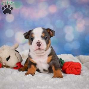 Bruno, Miniature Bulldog Puppy